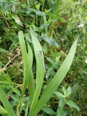 Platycnemis pennipes