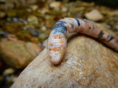 Amphisbaena fuliginosa