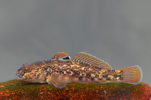 Round Goby