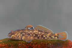 Round Goby photo 5