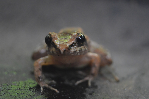 Polymorphic Robber Frog