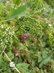 Graphosoma italicum italicum