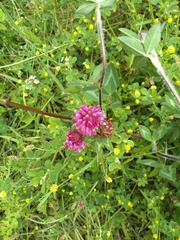 Trifolium pratense