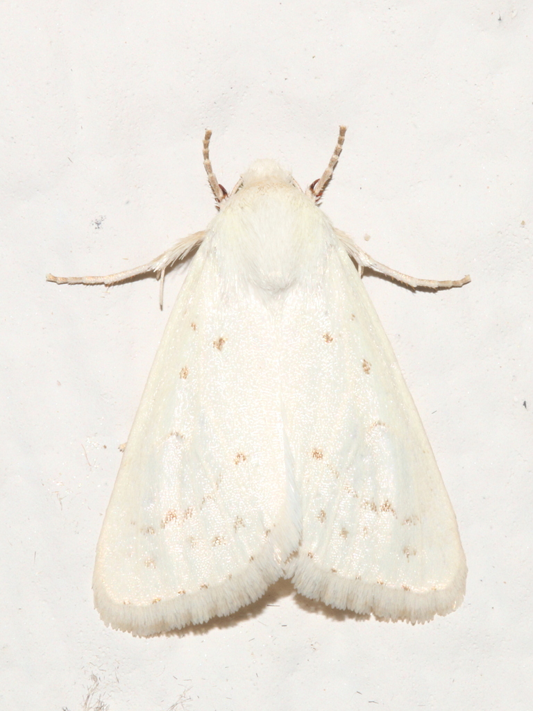 Schinia luxa