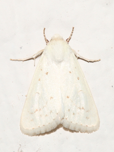 Schinia luxa