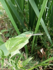 Platycnemis pennipes