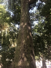 Ceiba