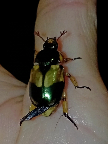 Pelidnota pulchella