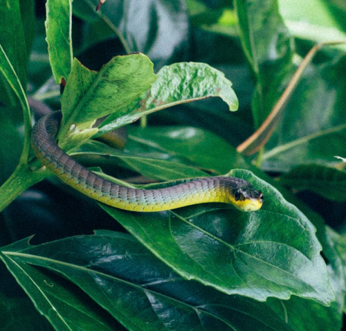 Common Tree Snake sighting