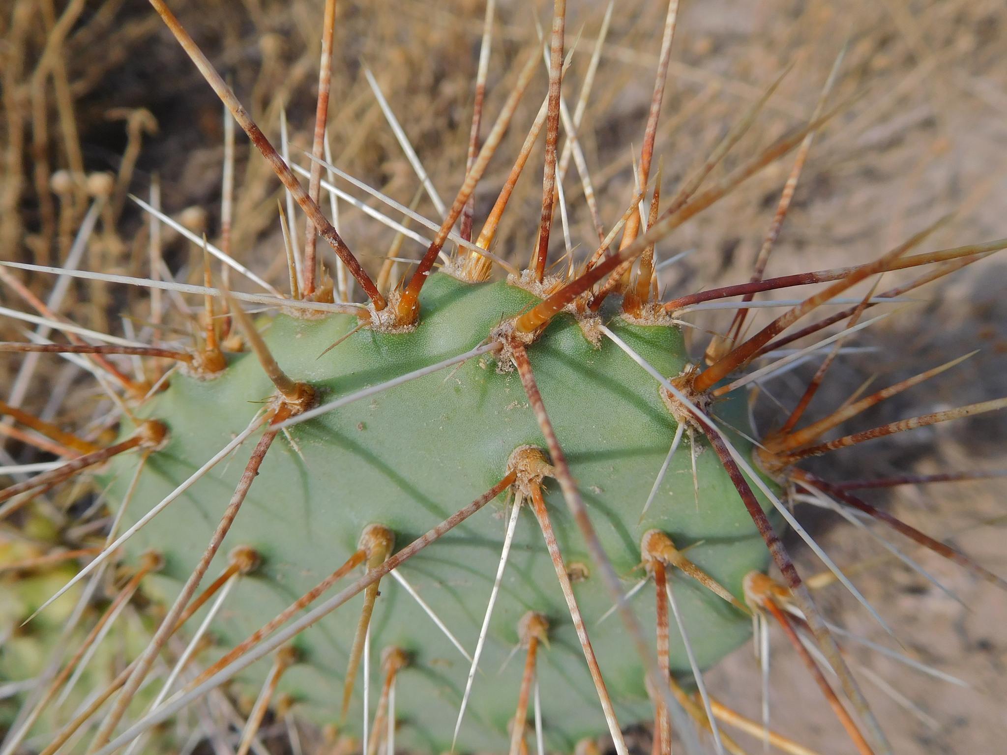 Opuntia tortispina