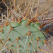 Opuntia tortispina - Photo (c) ellen hildebrandt,  זכויות יוצרים חלקיות (CC BY-NC), הועלה על ידי ellen hildebrandt