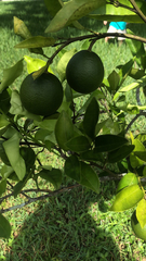 Citrus × aurantium