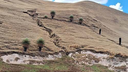 Image of Puya raimondii by (c) Floro Ortiz Contreras, some rights reserved (CC BY)