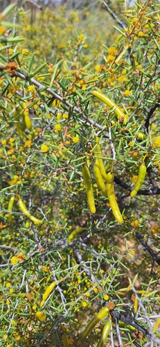 Acacia quadrisulcata