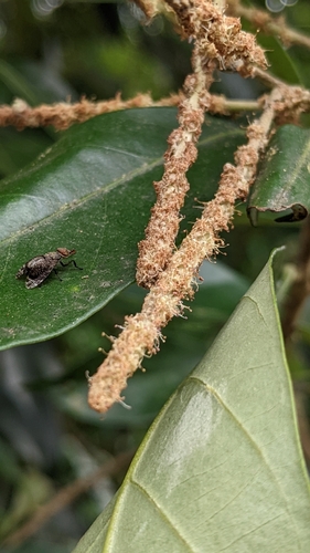 Image of Lithocarpus glaber by (c) 許文俊, some rights reserved (CC BY-SA)