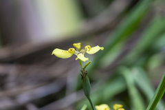 Trimezia steyermarkii