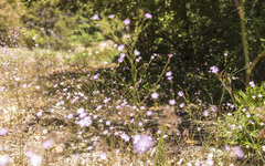 Saltugilia splendens