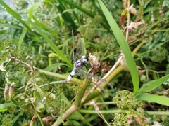 Libellula fulva