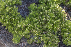 Galium andrewsii