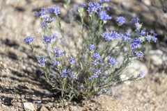 Eriastrum densifolium