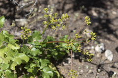 Tauschia arguta