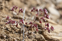 Sidotheca emarginata