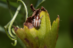 Tychius albolineatus