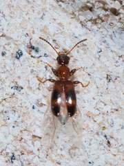 Vacusus vicinus