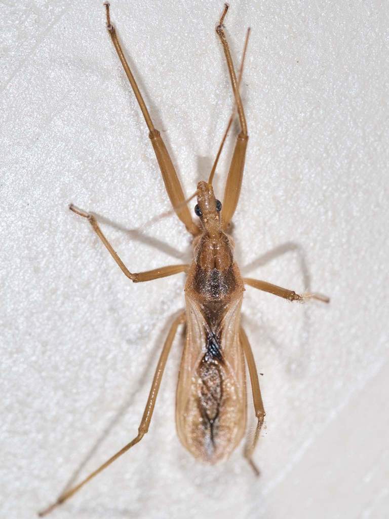 Fitchia spinosula