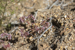 Sidotheca emarginata