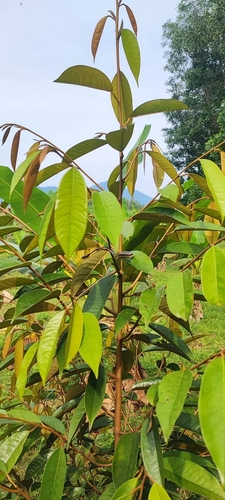 Binh’s Bronzeback Snake