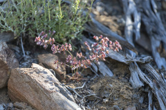 Sidotheca emarginata