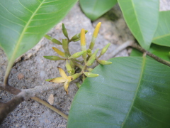 Aspidosperma megalocarpon