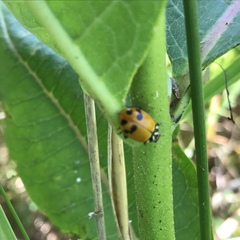 Hippodamia glacialis