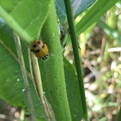 Hippodamia glacialis