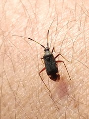 Closterotomus biclavatus