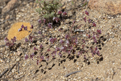 Sidotheca emarginata