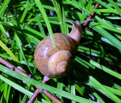 Acusta