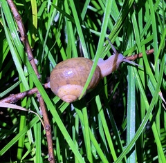 Acusta