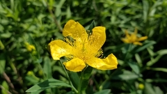 Hypericum ascyron
