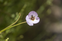 Calochortus palmeri