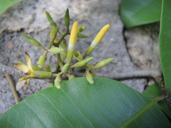 Aspidosperma megalocarpon