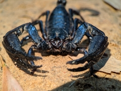 Heterometrus laevigatus