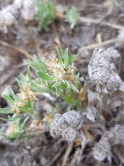 Psilocarphus elatior