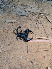 Heterometrus laevigatus