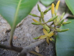 Aspidosperma megalocarpon