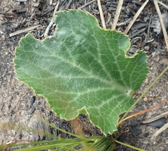 Lichtensteinia latifolia