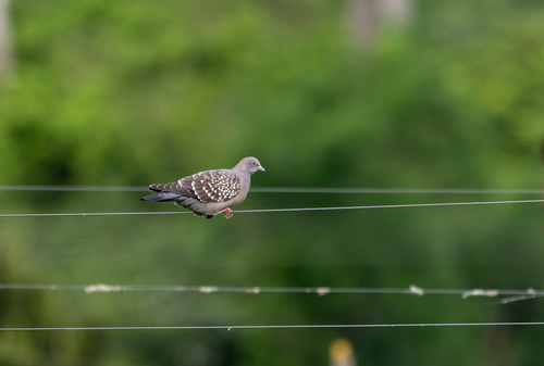 Spot-winged Pigeon (maculosa)
