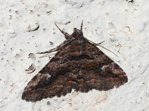 Zaleops umbrina photo 2