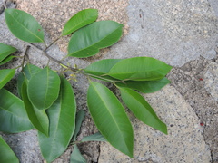 Aspidosperma megalocarpon